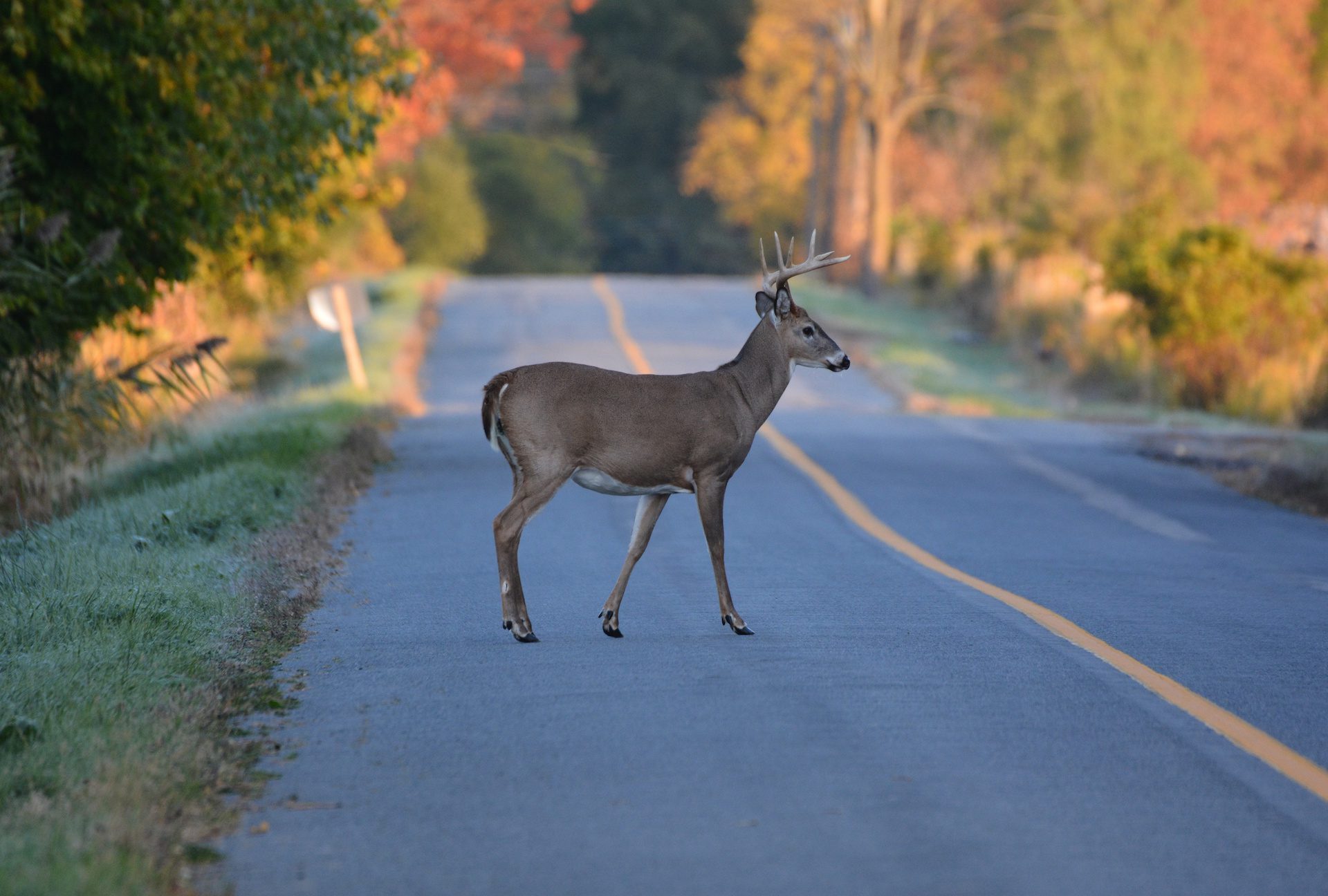 How to avoid deer collisions